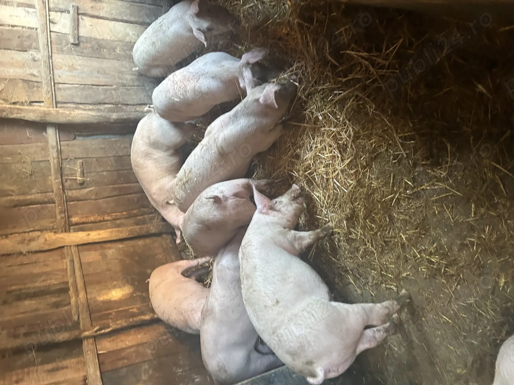 Vând purcei și porci pentru Paște 