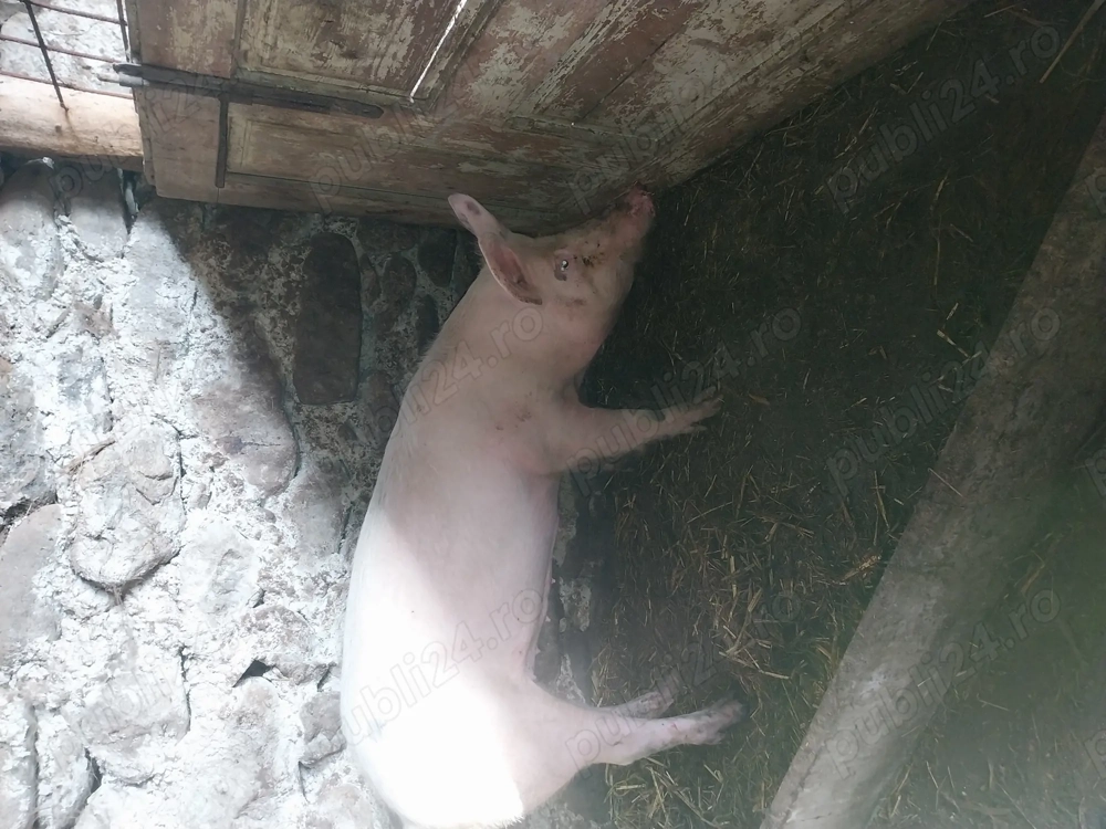 Porci de vânzare 
