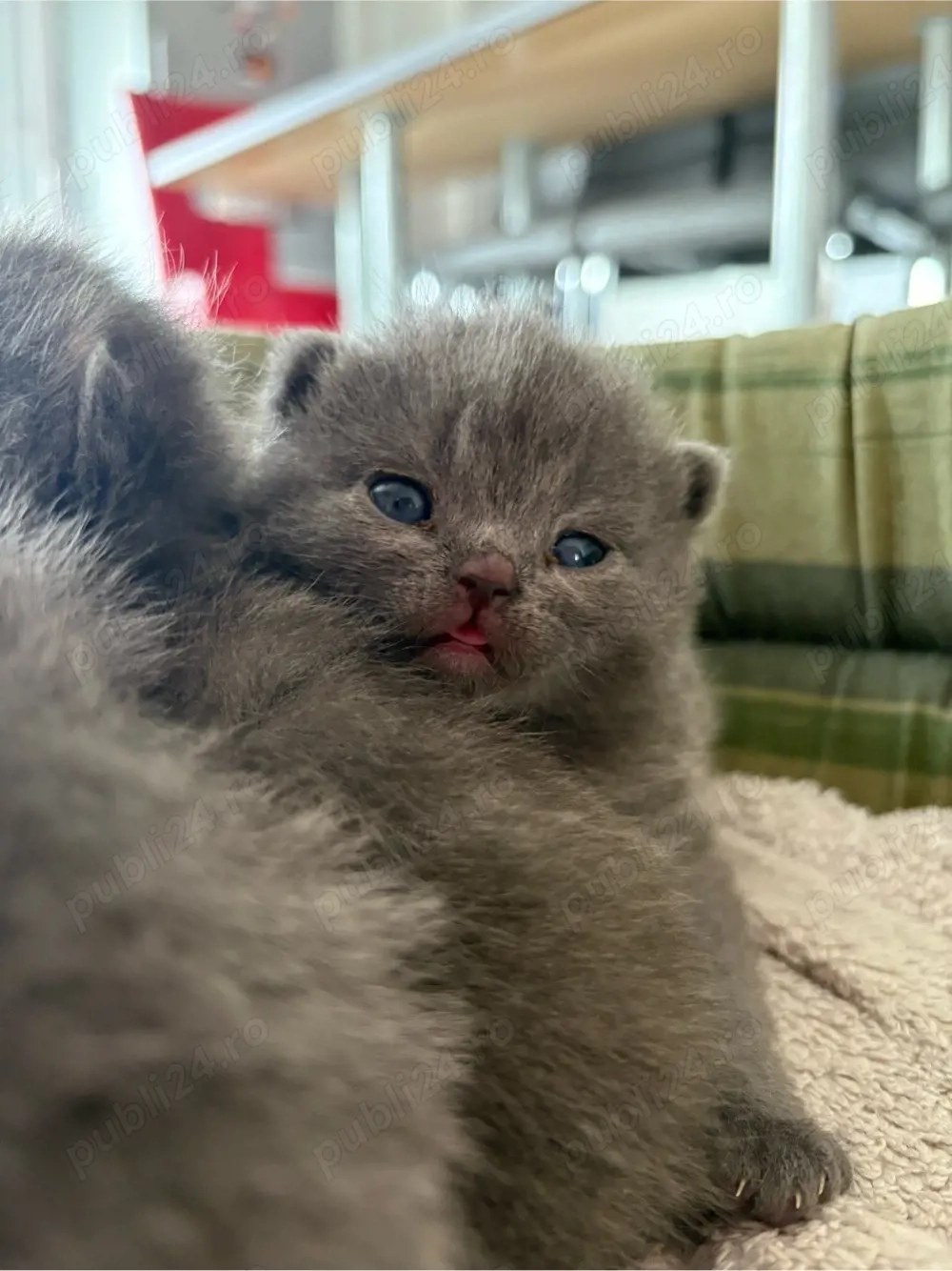 Puiuti british shorthair