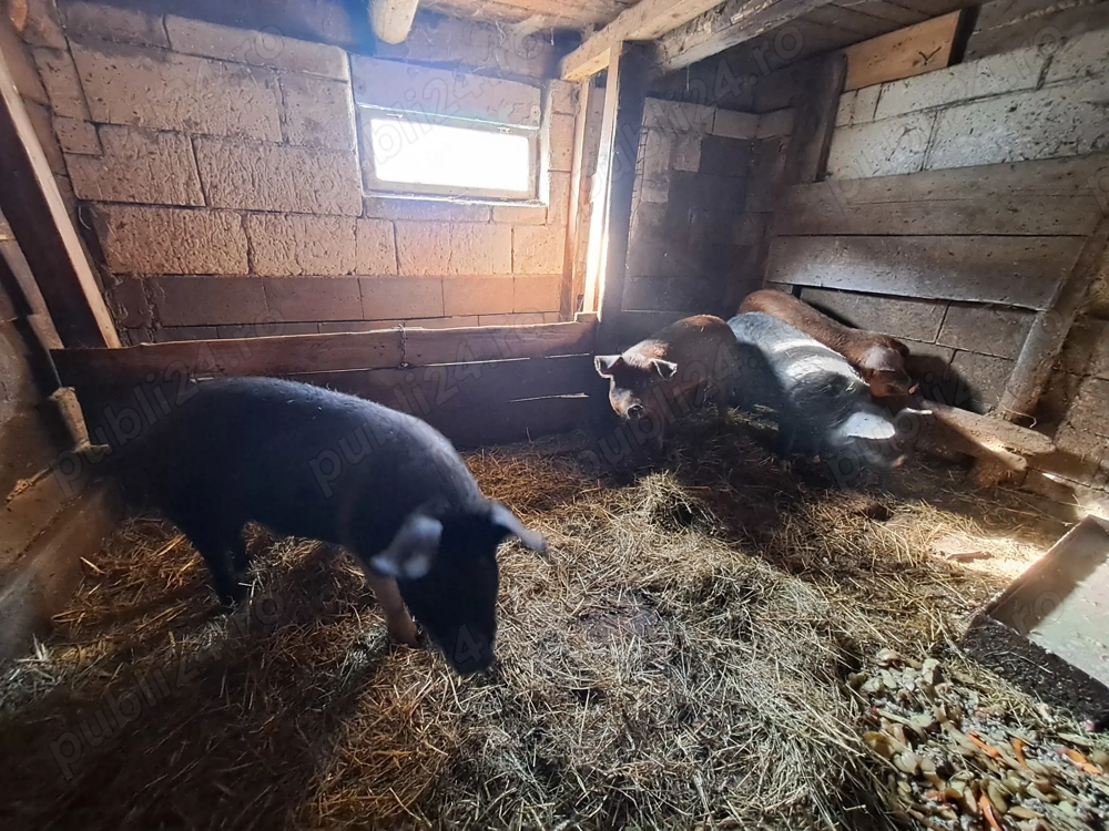 Vând purcei 80 90 kg