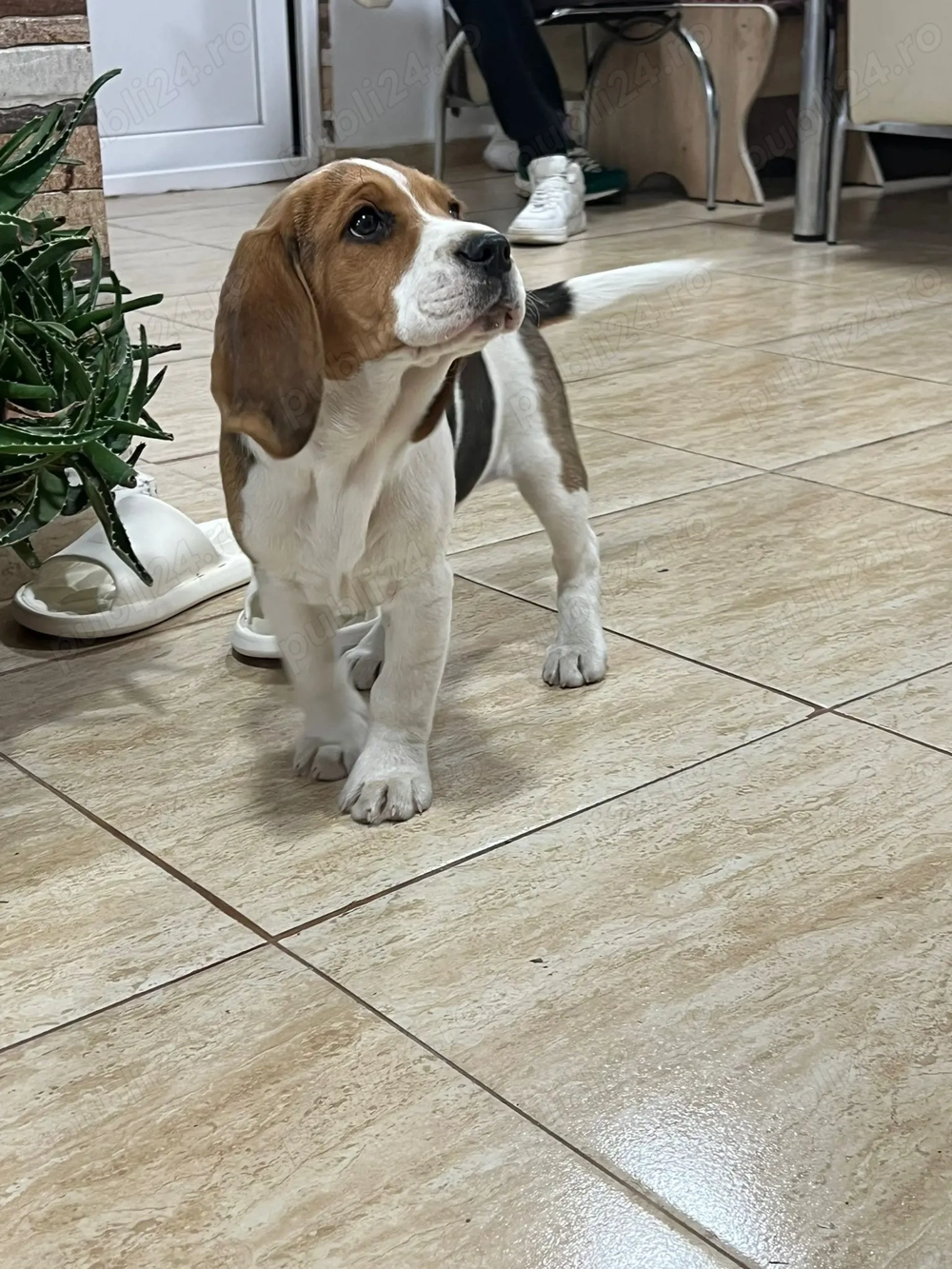  Cățel Beagle își caută familie iubitoare 