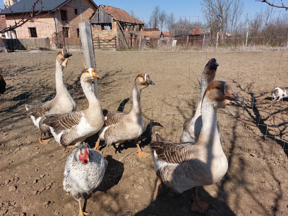 Gaste Africane masculi si femele