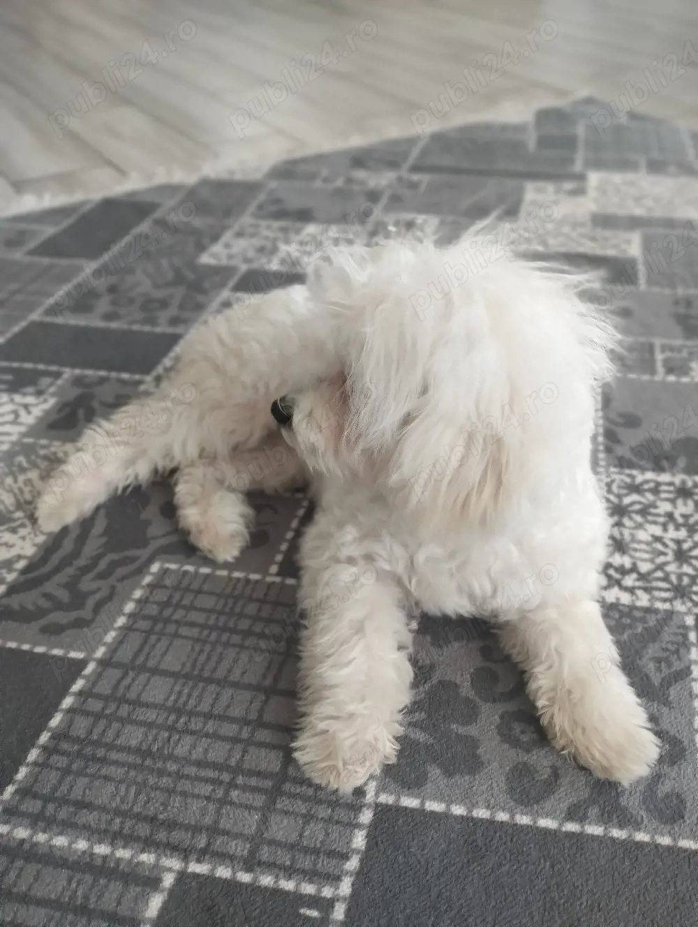 vand bichon original cu carnet de vaccinare 