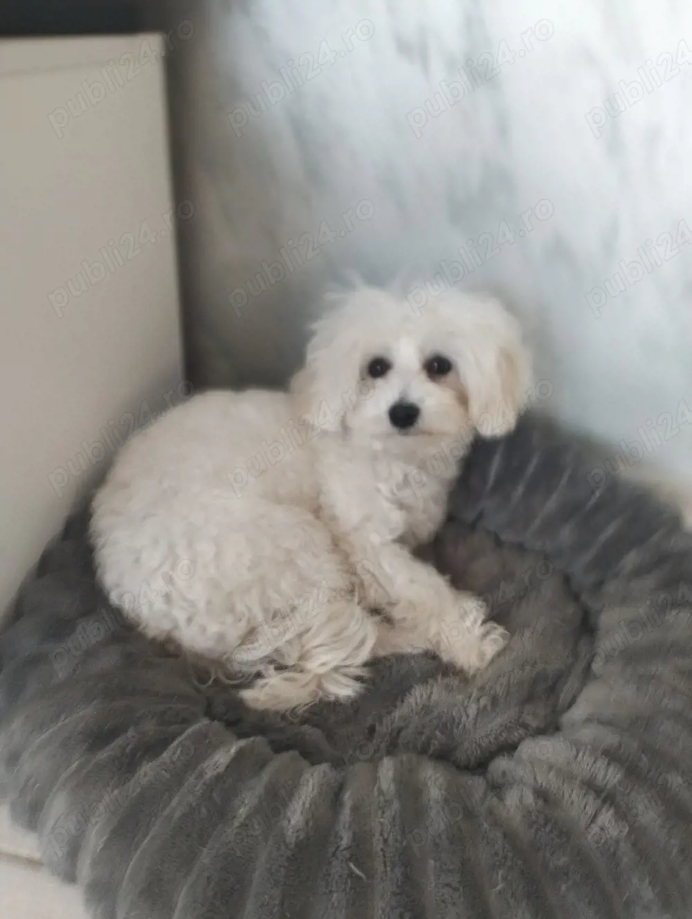 vand bichon original cu carnet de vaccinare 