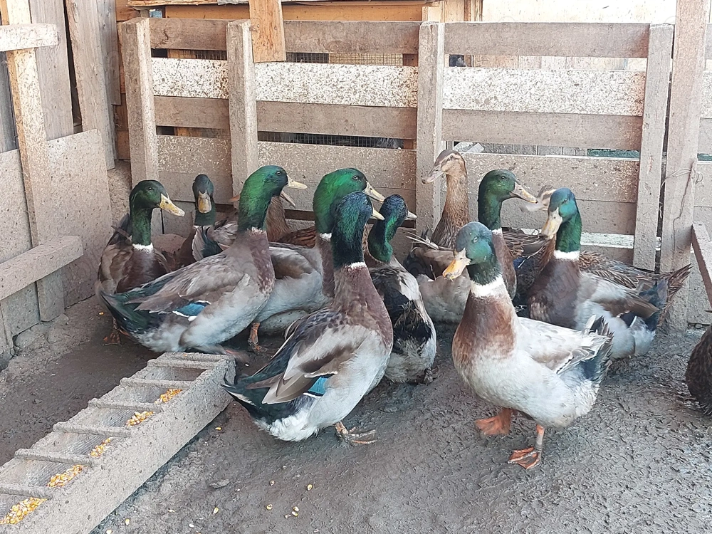 Rate si ratoi Rouen salbatic