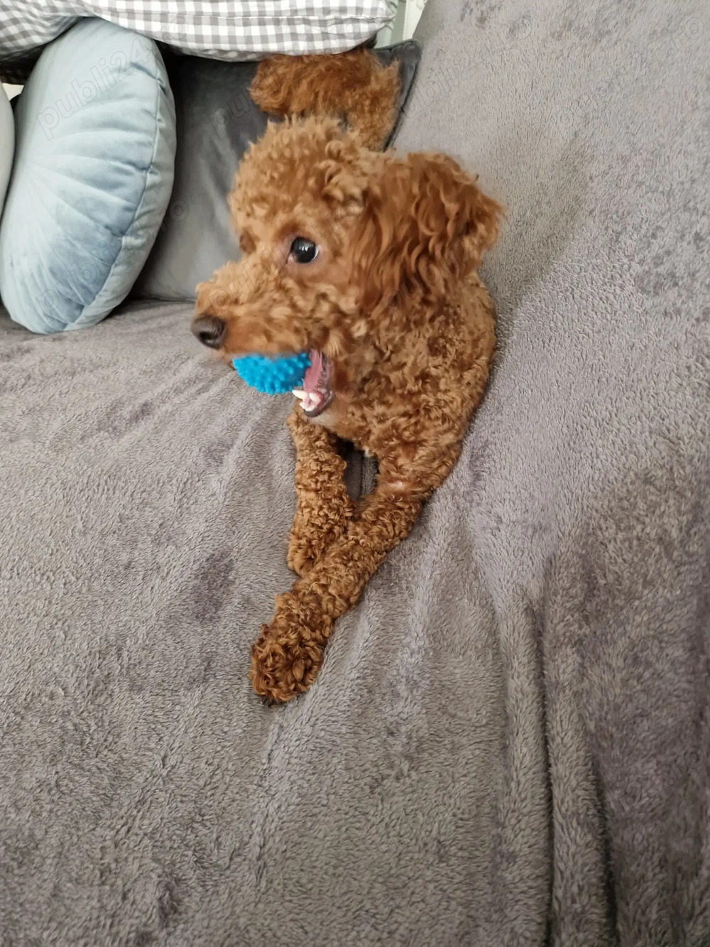 Cavapoo adorabil, 1 an