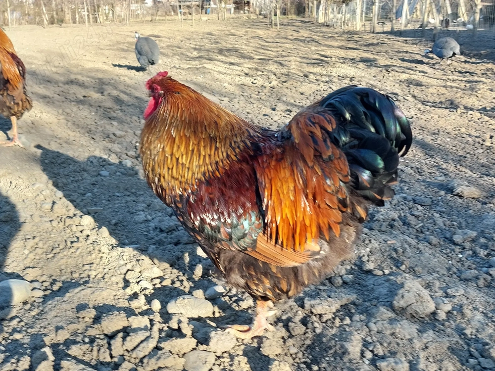 Schimb sau vand cocos Wiandotte GSG