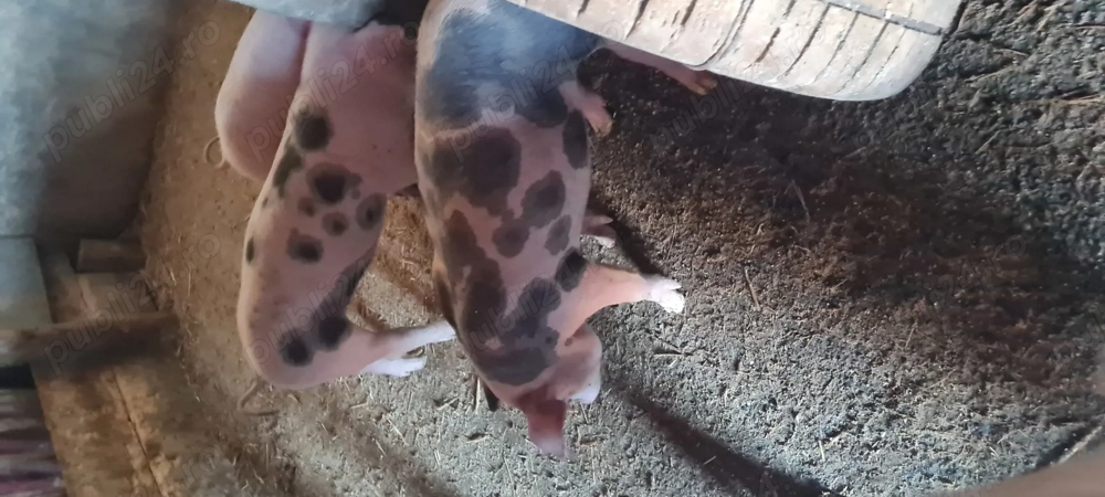 Purcei Landrace cu monta Petrain 