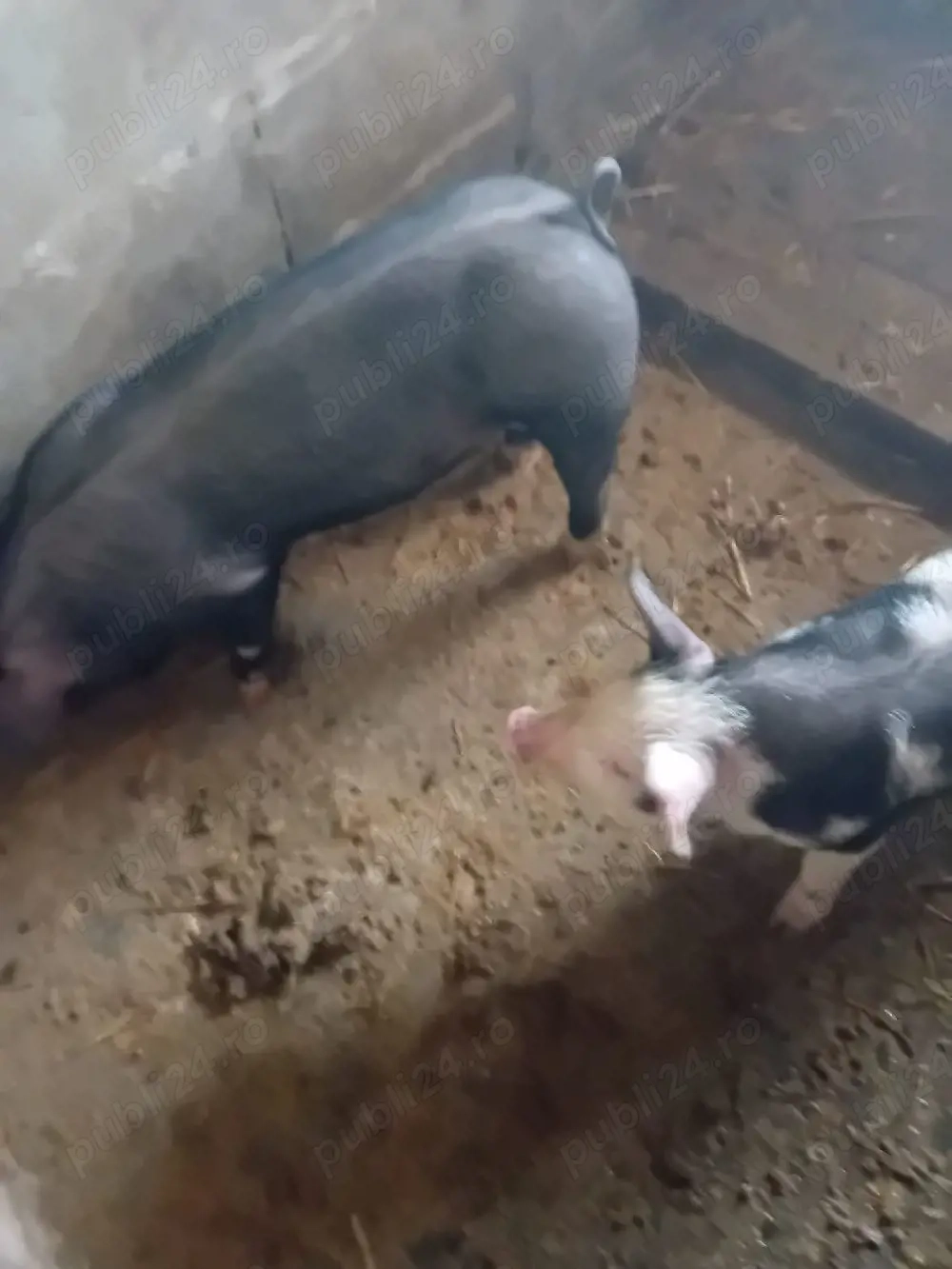 3 vierusi 7 saptamani, rasa hamshire cu petrain,20-25 kg,600buc ptr reproducere sau ingrasare , 