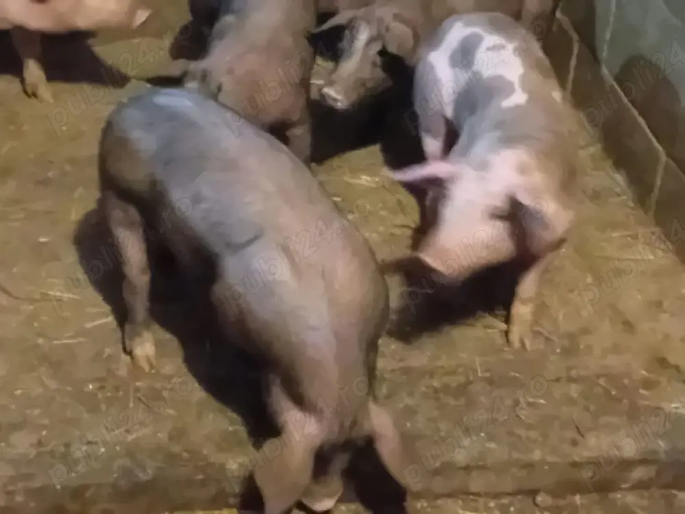 vand purcei rasa marele alb cu landrace,25-35 kg 600 buc si 2 buc petrain la 35 kg buc 600 