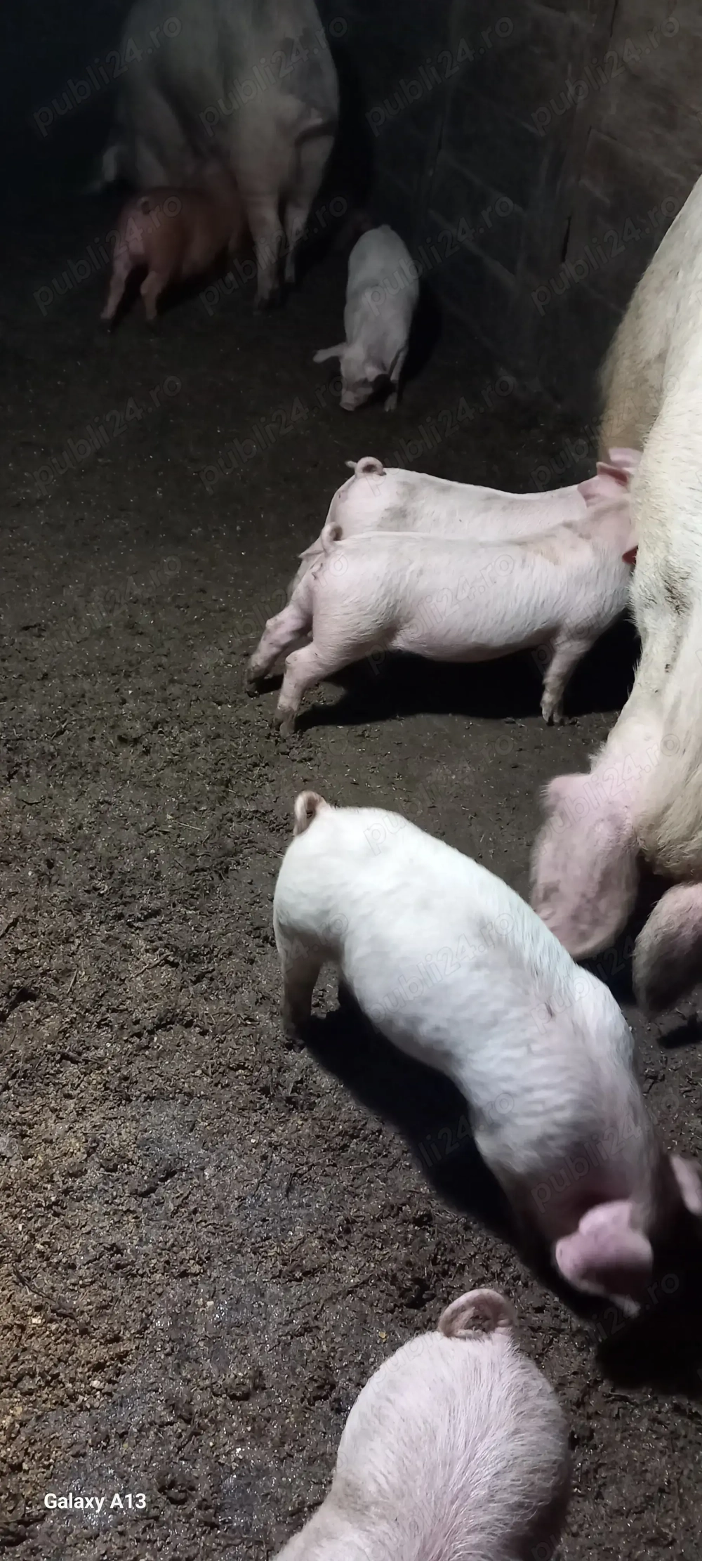 Vand purcei duroc x marele alb