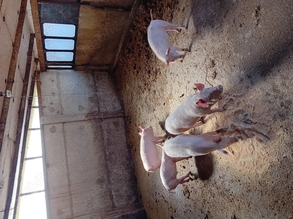 Purcei de vanzare.....