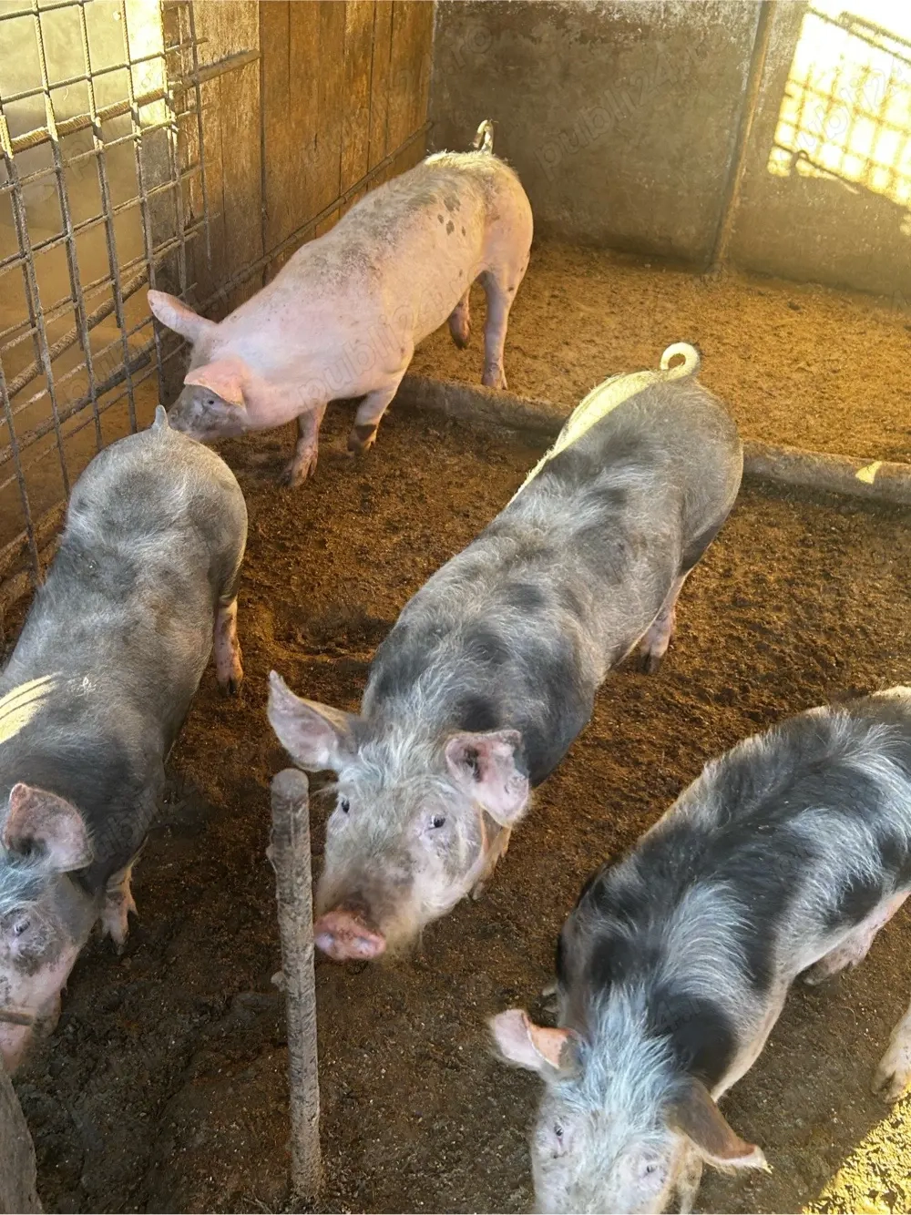 porci de vanzare 