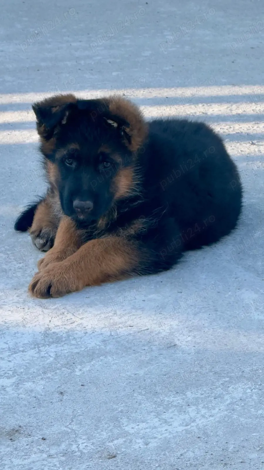 Vand ciobanesc german 2 luni jumatate