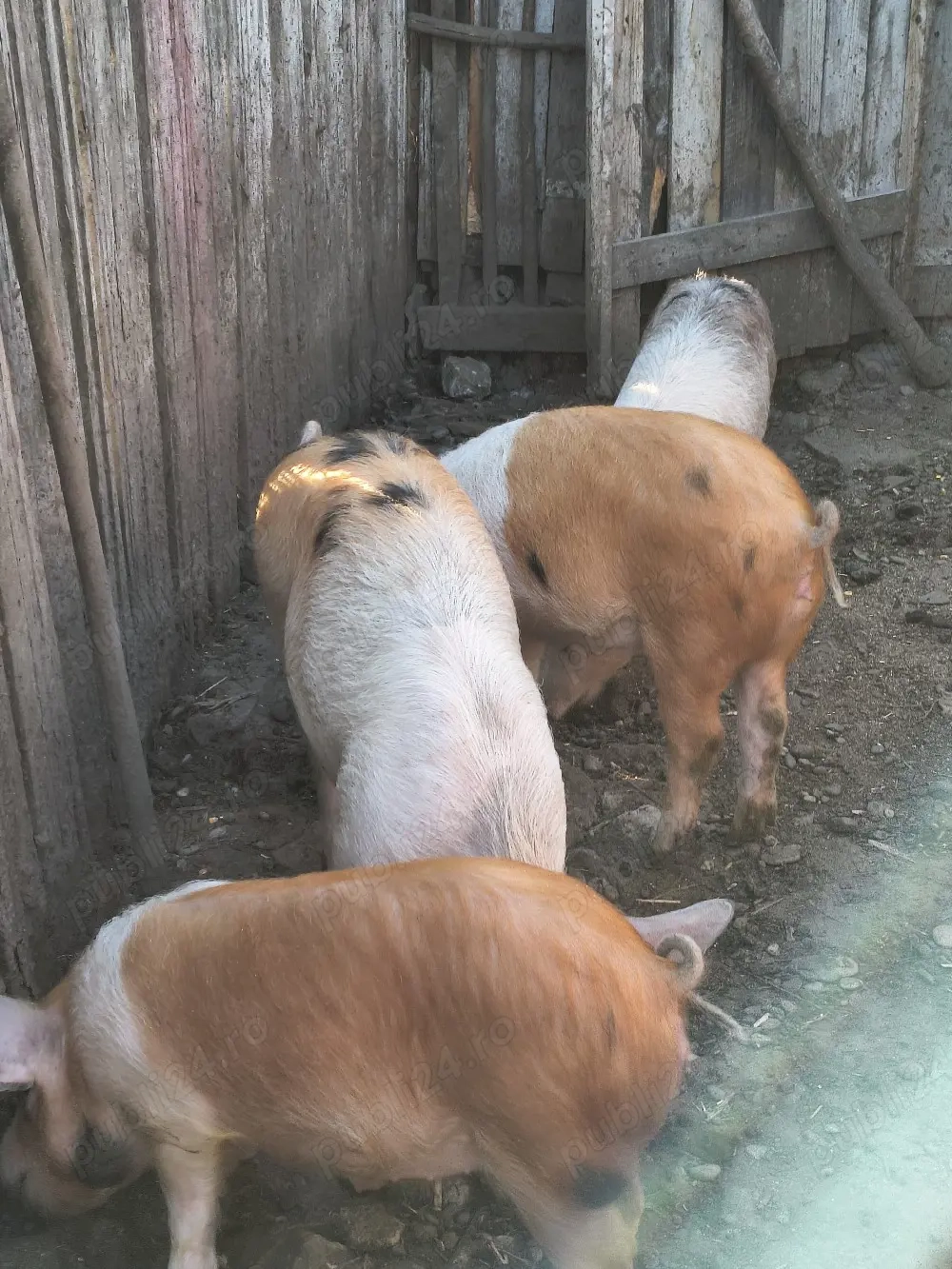 de mai multe categori 