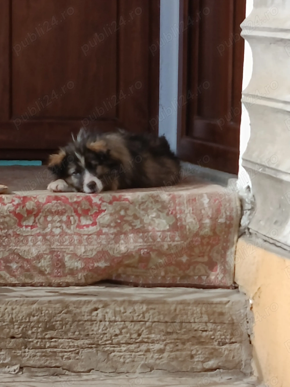 Donez cățel ciobănesc Carpatin 