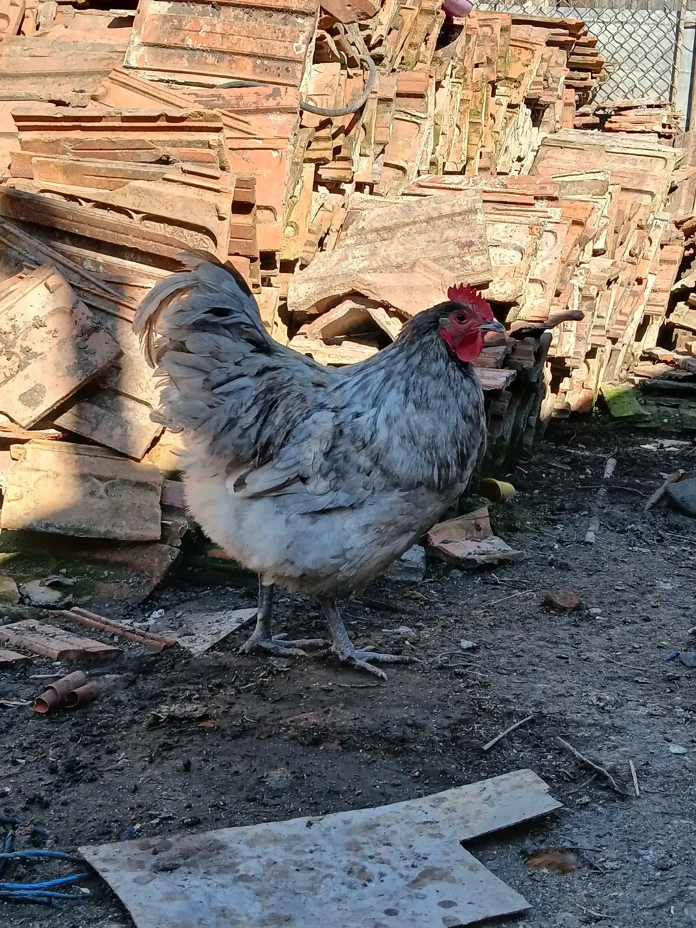 Vind cocoșii rasă Australorp SPLASH și NEGRU. 