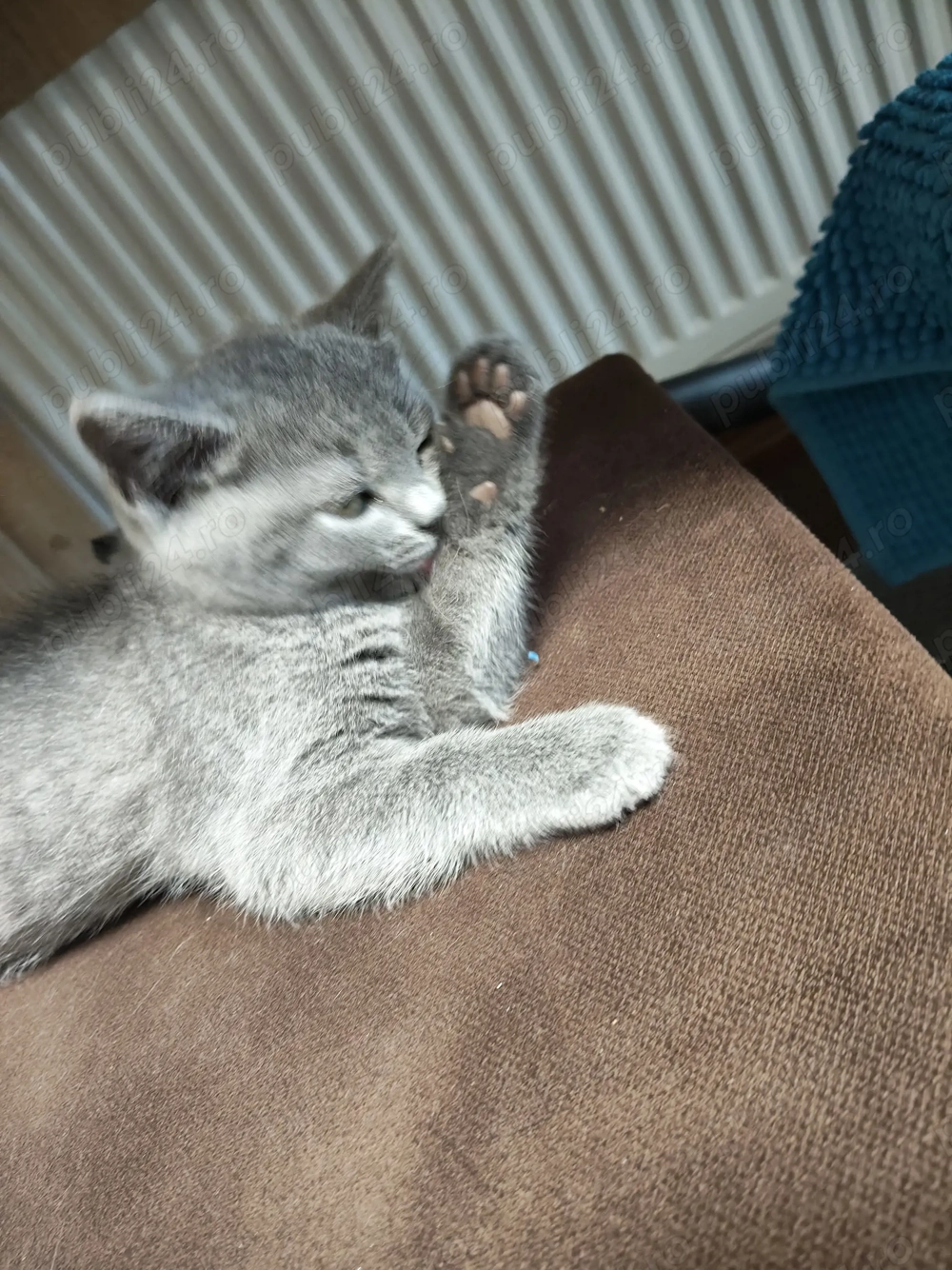 pui British Shorthair - fetiță (Craiova)