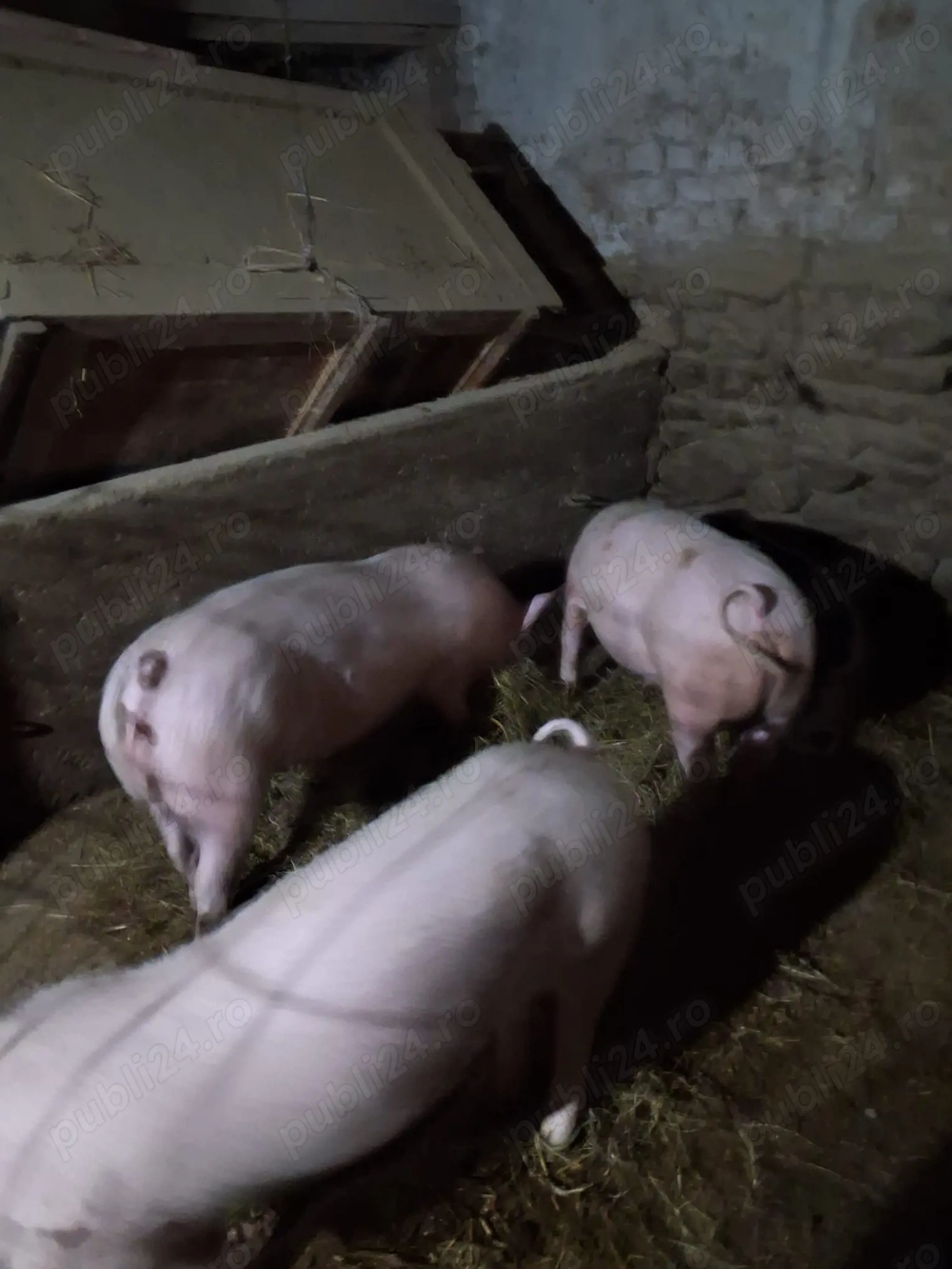 Vând 2 scroafe de 70 de kg