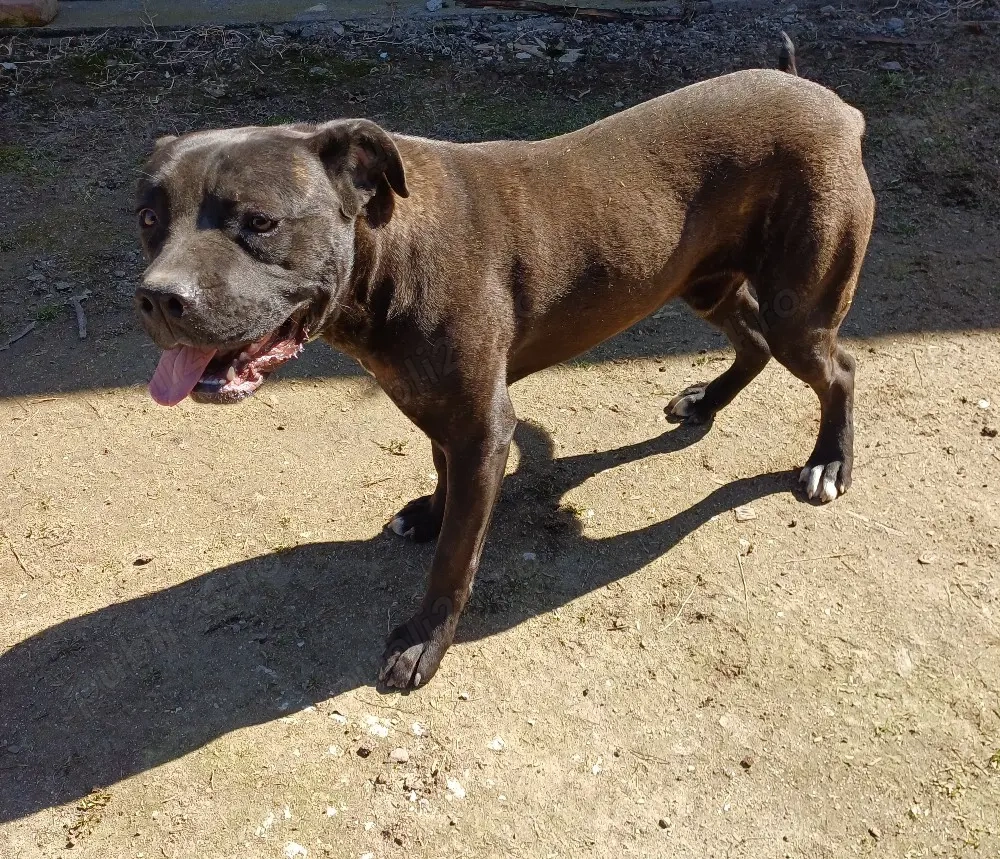 Vand caine cane corso
