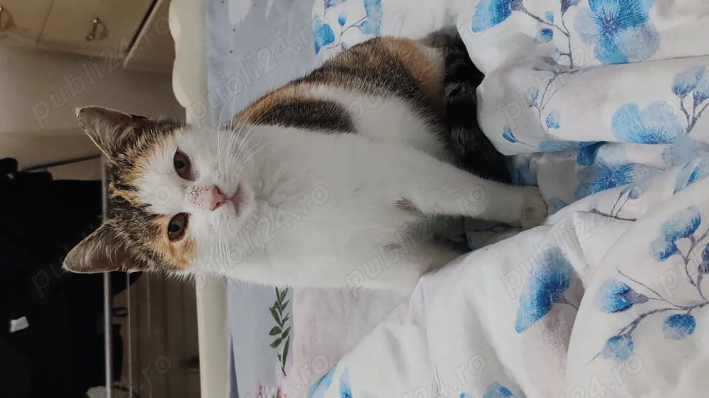 Donez două pisici femele