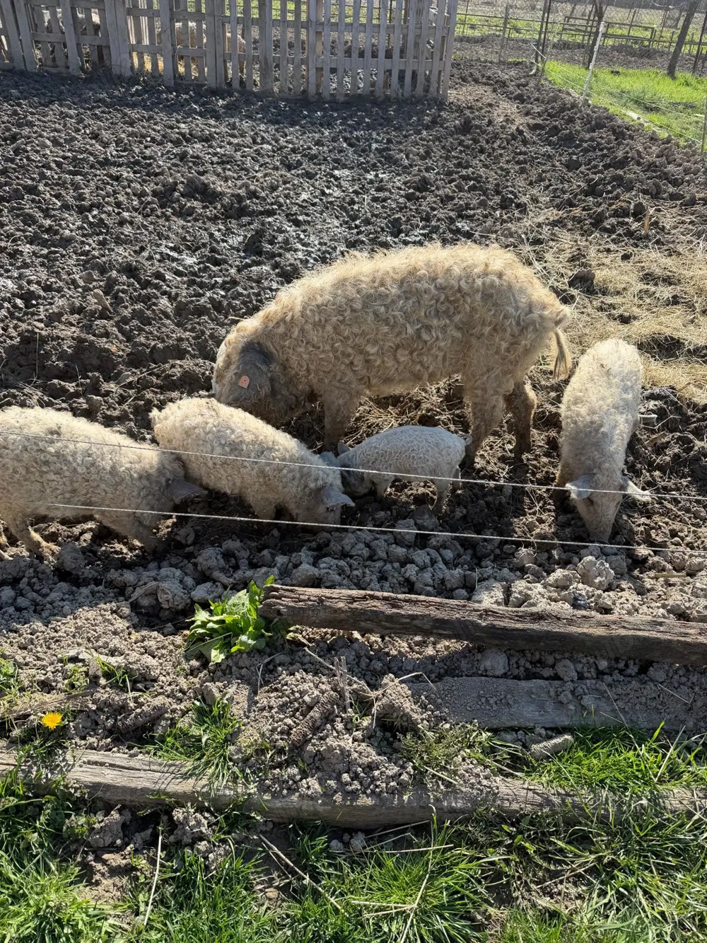 Mangalita de vanzare