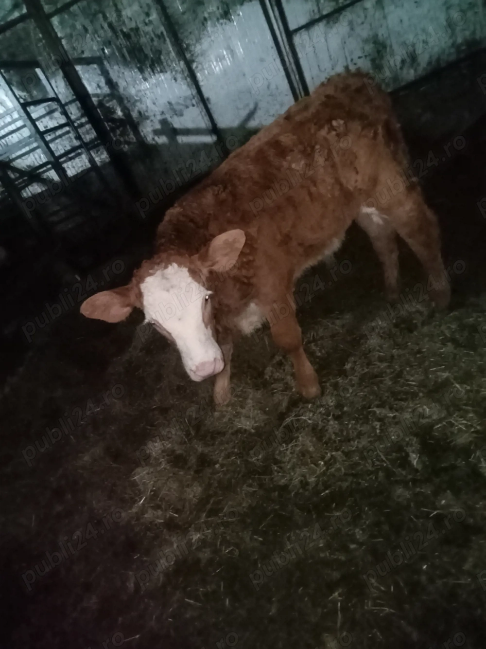 Vând tăuraș bălțat.  .