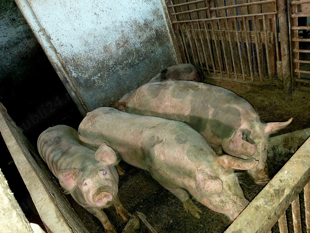 De vânzare porci rasa pietrain