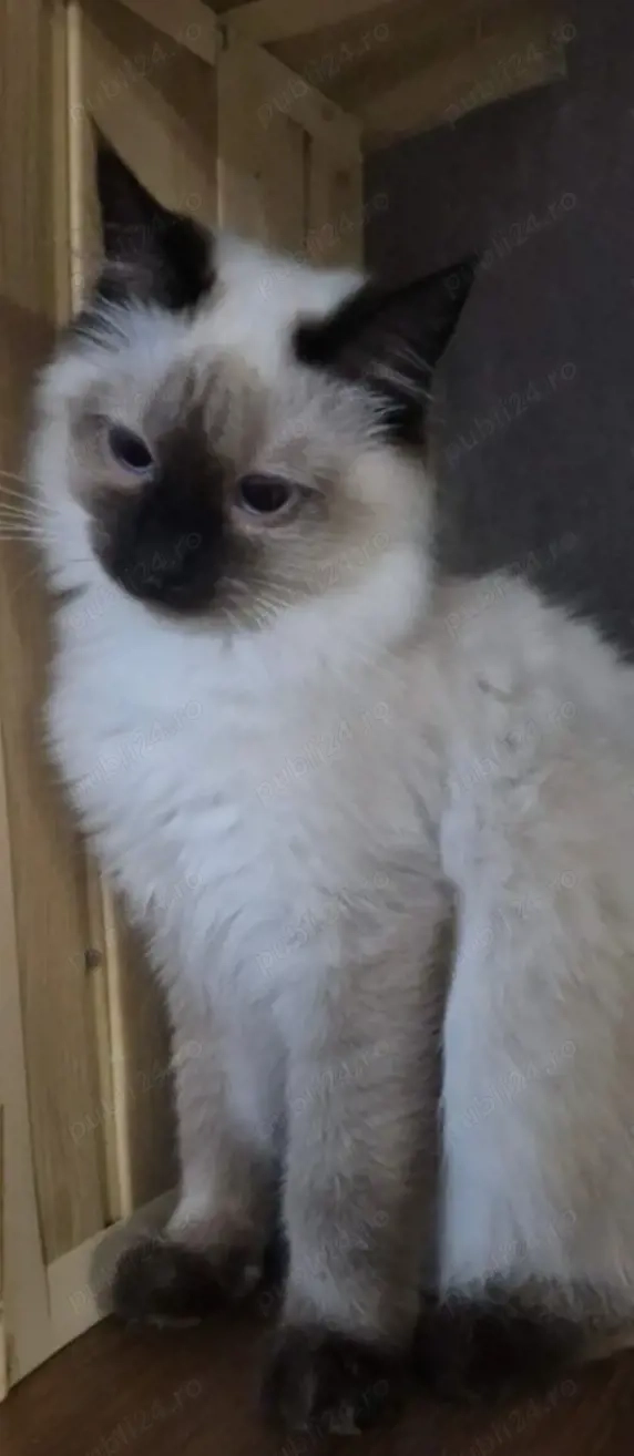 Superbă fetiță Ragdoll 