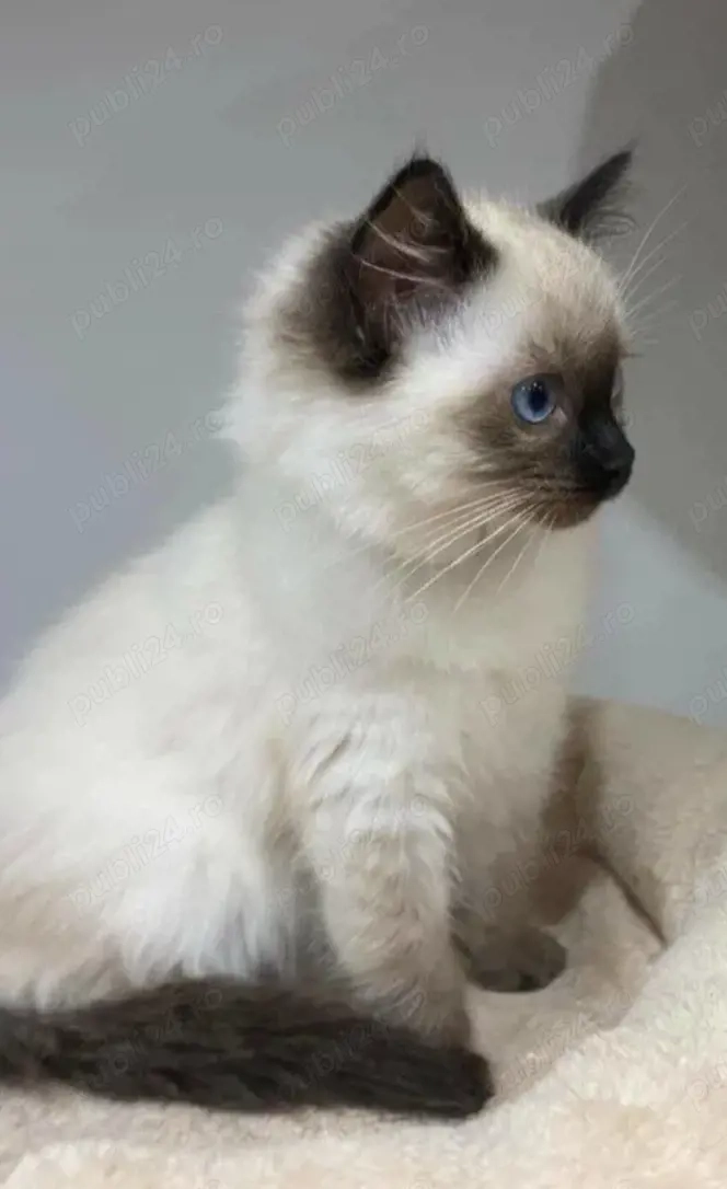 Fetiță Ragdoll cuminte și foarte lipicioasă 