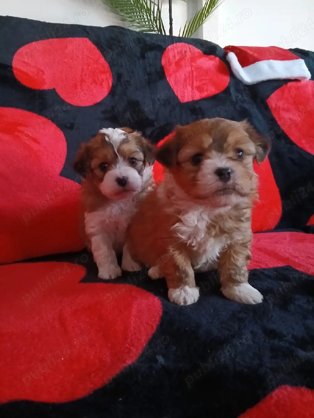 Puiuți metis pichinez cu bichon maltez adorabil își caută un stăpân iubitor 