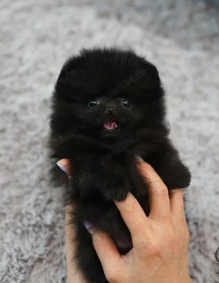 Pui Pomeranian mini toy cu Pedigree !!!