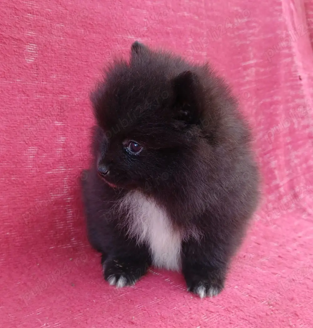 Asigur transport !!! Pui Pomeranian negru superbi !!!