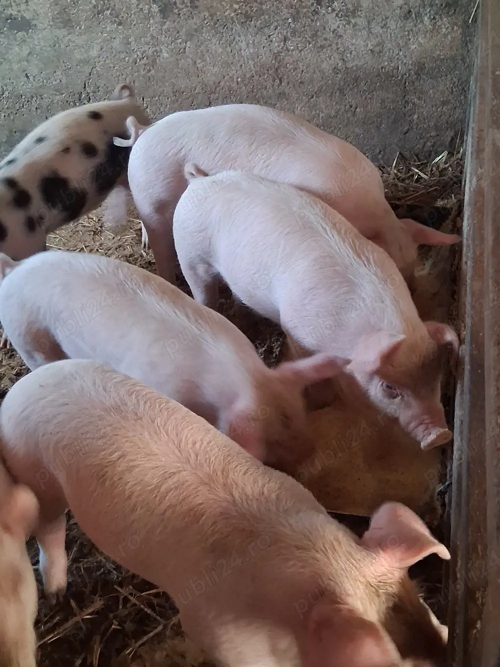 Vând purcei de 8 săptămâni! 