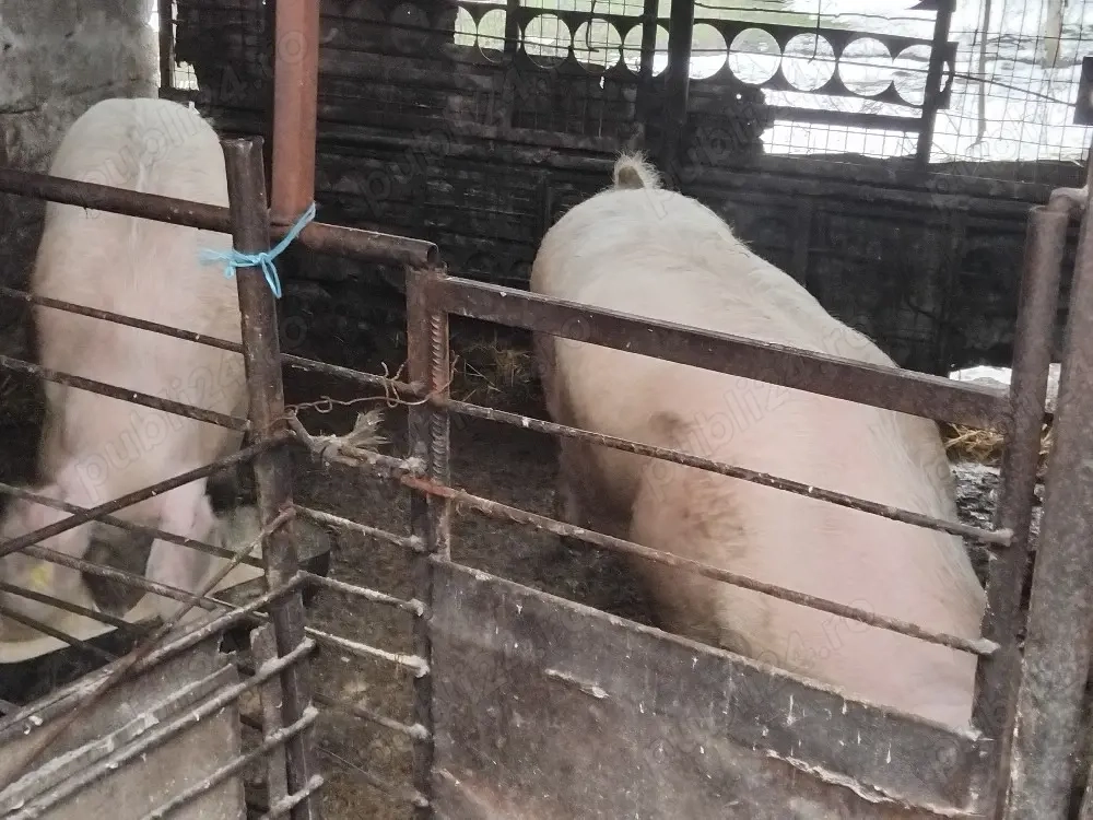 Porci mari de vânzare! 