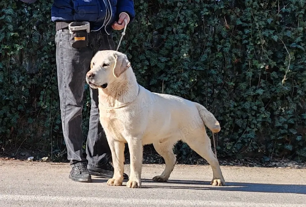 Labrador Retriever Taz