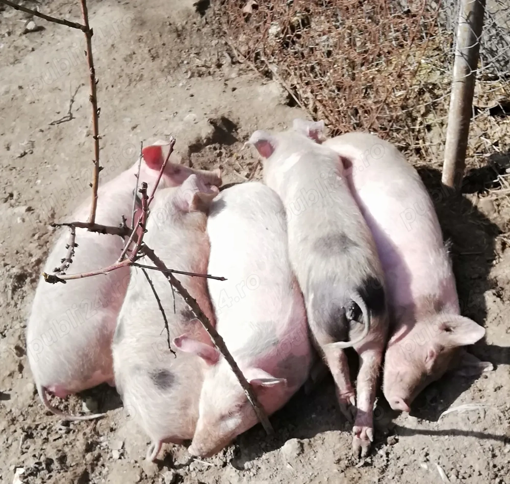 Grasunei 4 luni de vanzare