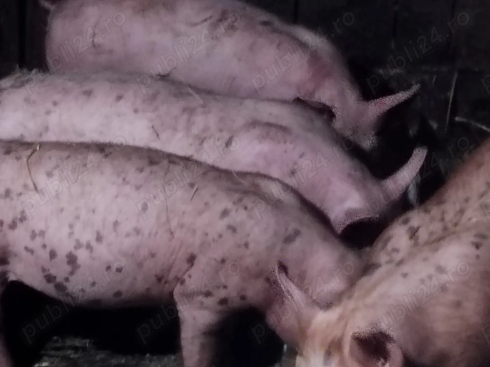 Grasunei de rasă de vânzare 