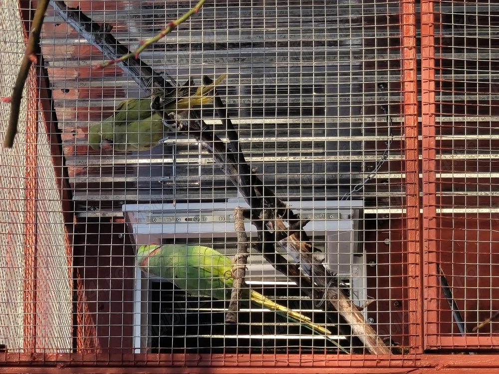 Papagali micul Alexander 