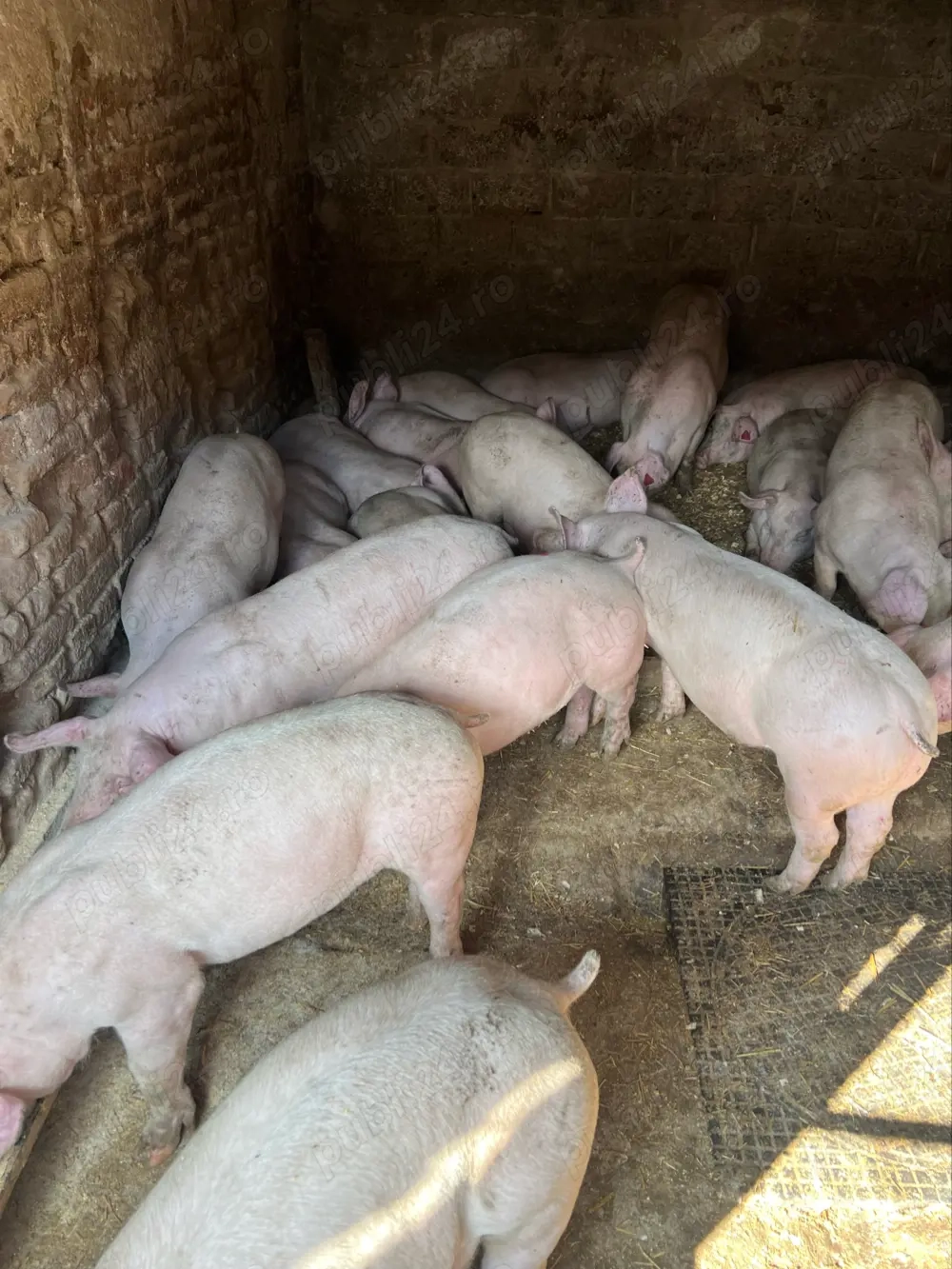 Vand purcei de carne 40-80 kg 