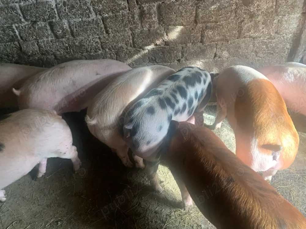 Vand porci de carne!