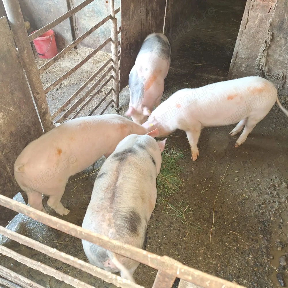 Vând 4 mascuri 40 kg 