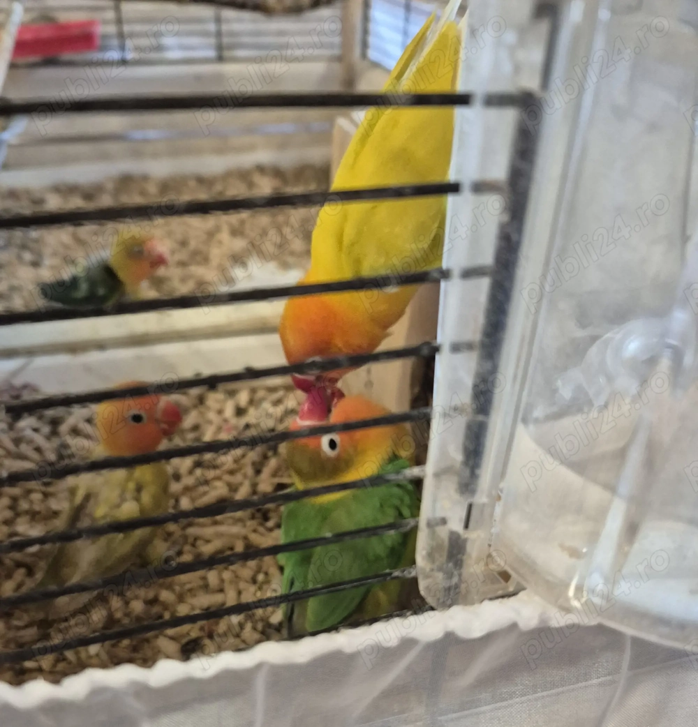 Vestitorii primaverii papagalii Papagalii Agapornis 