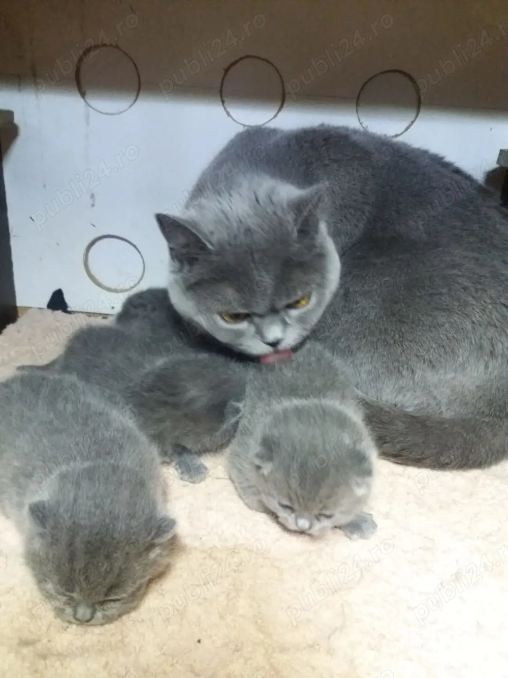 pui de pisica British Bluie Sorthair