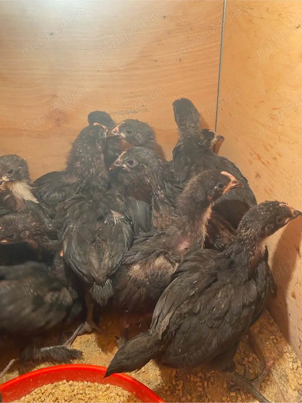 Puisori Australorpi si mixt