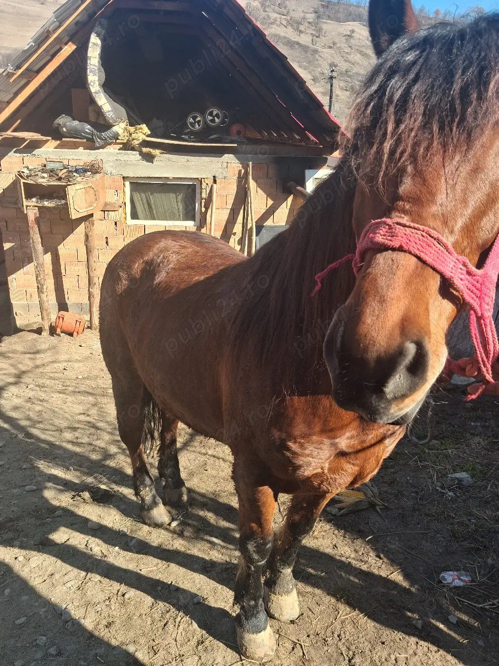 iapa de vanzare  de sase ani cu caruta 