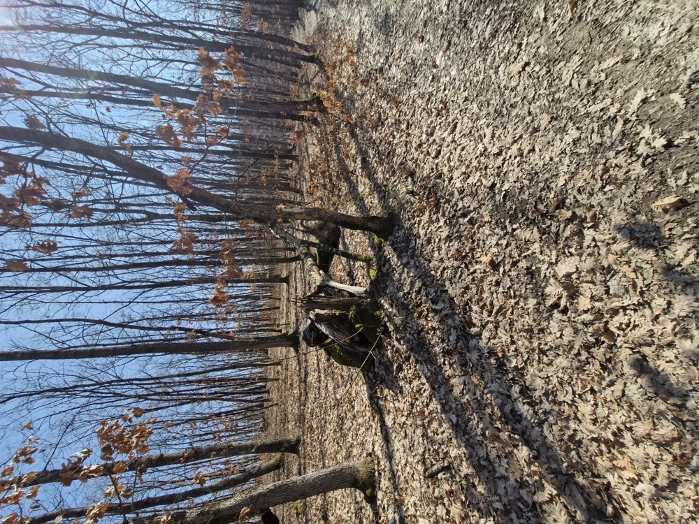 Vand padure în Tapia, lângă Lugoj