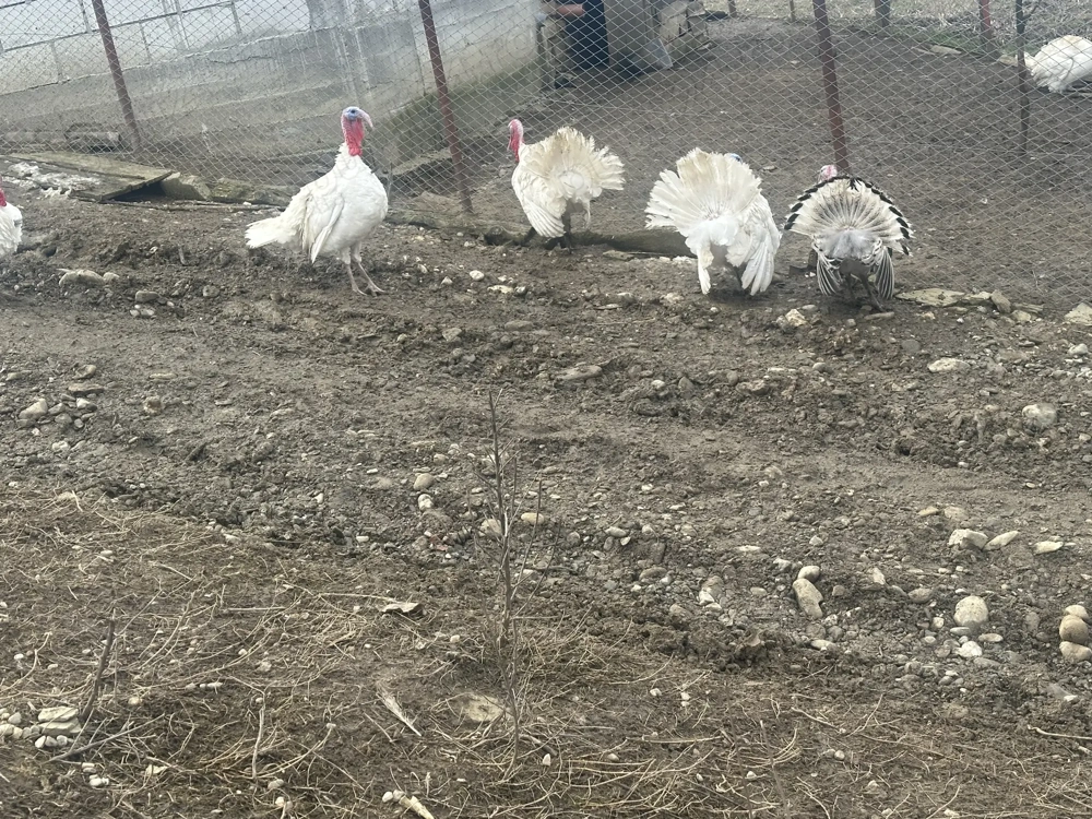 Curcani si curci de vânzare 