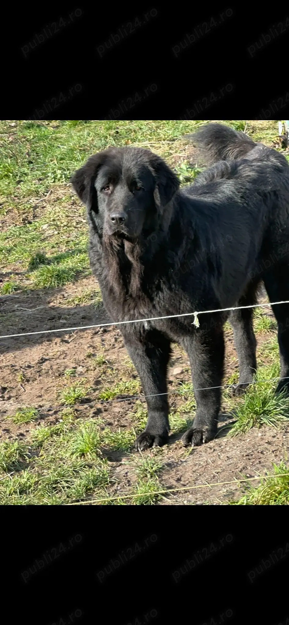 Căței ciobănesc corb originali 