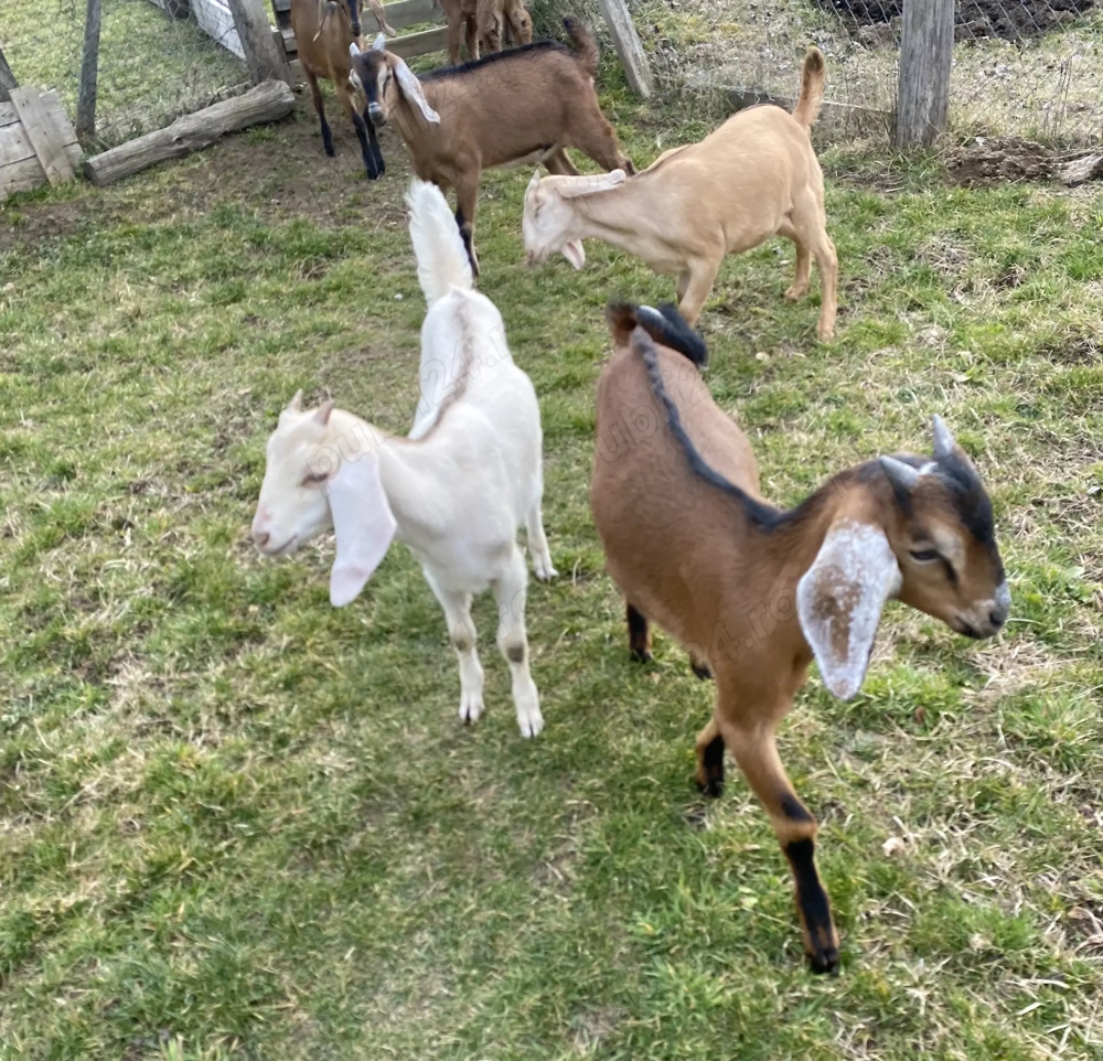 Iezi anglo nubian metis cu alpin francez